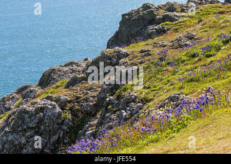 Bluebells, Hyacinthoides non-scripta (syn. Scilla non-scripta), against a rocky outcrop on the cliff top, Skomer Island, Wales. Stock Photo