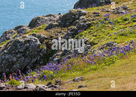 Bluebells, Hyacinthoides non-scripta (syn. Scilla non-scripta), against a rocky outcrop on the cliff top, Skomer Island, Wales. Stock Photo