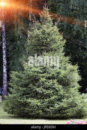 Green fluffy fir tree in the snow, Christmas wallpaper concept Stock ...