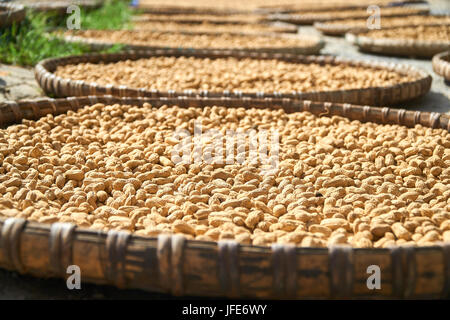 Fresh Peanuts dryed in the sun in traditional vietnamese baskets, Phong Nha Ke Bang National Park, Vietnam. Stock Photo