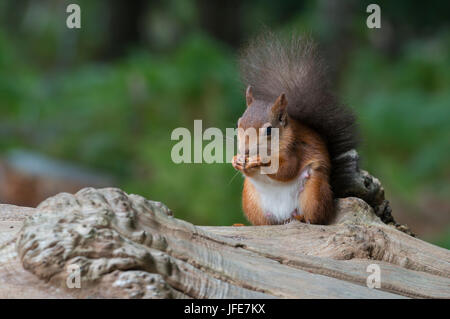Red Squirrel on Log Stock Photo
