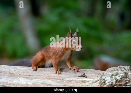 Red Squirrel on Log Stock Photo