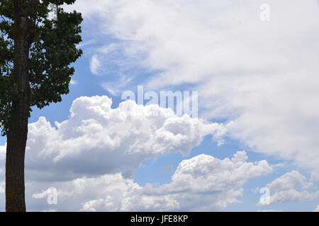 Tall tree trunk against cloudy sky on a bright sunny day Stock Photo