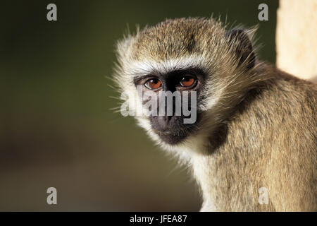 Portrait of the monkey Stock Photo