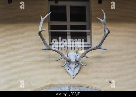 Deer antler hanging on a yellow wall. Stock Photo