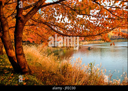 Color of autumn seen on an artificial lake in Seoul, South Korea Stock Photo