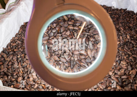 Cacao beans under magnifying glass in a chocolate factory Stock Photo