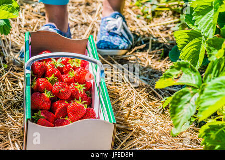 Women standing in front of carton box filled with fresh organic strawberry on the ground Stock Photo