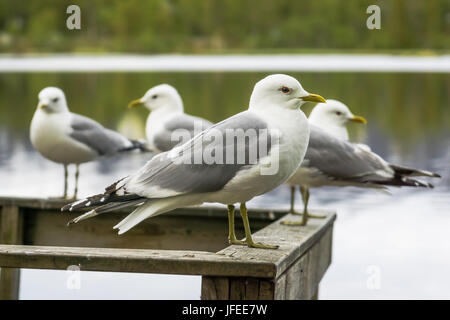 Seagulls standing on a rail in a park Stock Photo