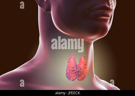 Thyroid gland in a man's neck, computer illustration. Stock Photo