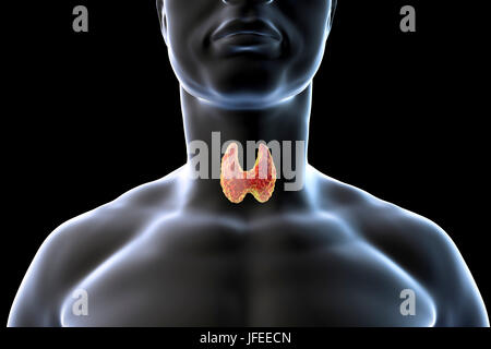 Thyroid gland in a man's neck, computer illustration. Stock Photo
