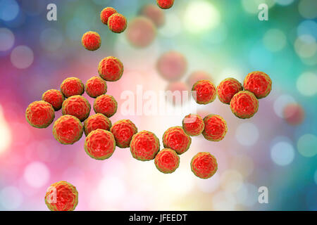 Enterococcus faecalis. Computer illustration of Enterococcus faecalis bacteria (previously known as Streptococcus faecalis). E. faecalis exists as part of the normal flora of the human alimentary tract, but may cause infections in the urinary tract. It may cause bacterial endocarditis in infants, and in adults after gynaecological or genito-urinary surgery. It can also cause pneumonia. The bacteria is one of the so called superbugs, which are resistant to antibiotics. Stock Photo