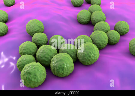 Enterococcus faecalis. Computer illustration of Enterococcus faecalis bacteria (previously known as Streptococcus faecalis). E. faecalis exists as part of the normal flora of the human alimentary tract, but may cause infections in the urinary tract. It may cause bacterial endocarditis in infants, and in adults after gynaecological or genito-urinary surgery. It can also cause pneumonia. The bacteria is one of the so called superbugs, which are resistant to antibiotics. Stock Photo