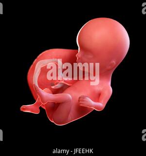 Human foetus age 14 weeks, illustration. Stock Photo