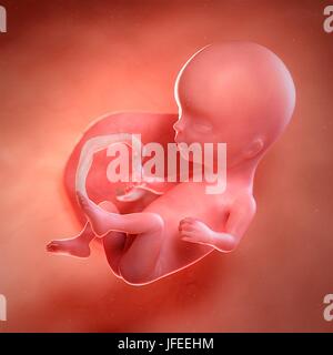 Human foetus age 14 weeks, illustration. Stock Photo
