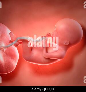 Human foetus age 20 weeks, illustration. Stock Photo