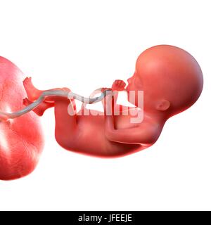 Human foetus age 20 weeks, illustration. Stock Photo