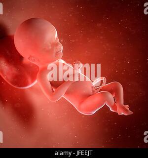 Human foetus age 23 weeks, illustration. Stock Photo