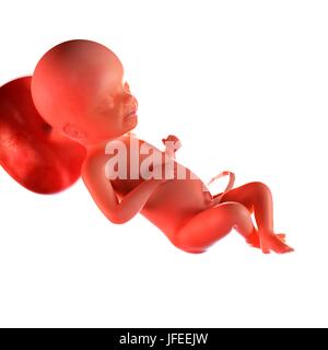 Human foetus age 23 weeks, illustration. Stock Photo