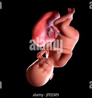 Human foetus age 38 weeks, illustration. Stock Photo