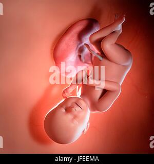 Human foetus age 38 weeks, illustration. Stock Photo