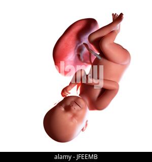 Human foetus age 38 weeks, illustration. Stock Photo