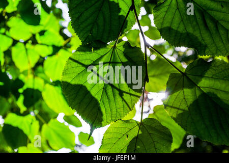 Tilia cordata, Small-leaved lime tree leaves green leaves sunlight Stock Photo