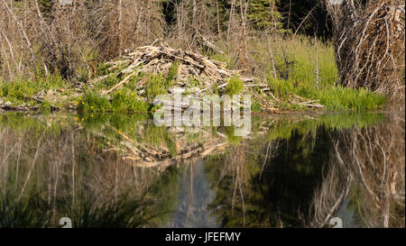 Beaver have cut trees and piled them up to make a home in a Snake River tarn Stock Photo