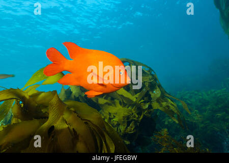 Garibaldi damselfish in kelp forest, Hypsypops rubicundus, San Benito Island, Mexico Stock Photo