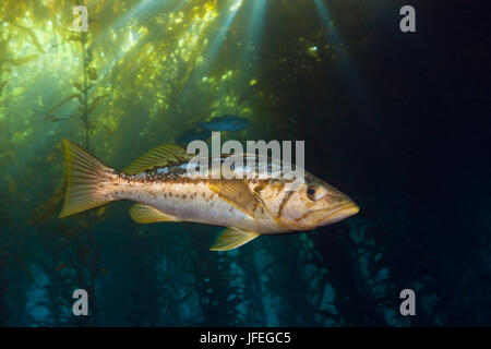 Kelp bass, Paralabrax clathratus, Cedros Iceland, Mexico Stock Photo