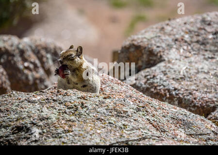 Happy Golden Mantled Ground Squirrel eating a cherry, enjoying with his eyes closed Stock Photo