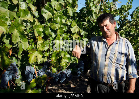Chile, Valle de Curico, Fairly Trade, wine, Cabernet Sauvignon grapes, winegrowers, Stock Photo