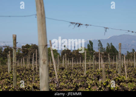 Chile, Valle de Curico, Fairly Trade, wine, wine field in the spring, the Andes Stock Photo