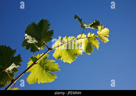 Chile, Valle de Curico, Fairly Trade, wine, wine leaves Stock Photo