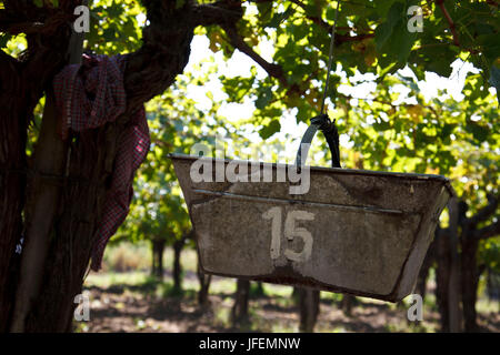 Chile, Valle de Curico, Fairly Trade, wine, vintage Stock Photo