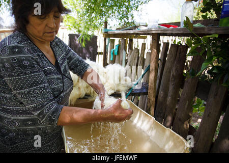 Chile, Araucania, Temuco, Mapuche, Fairly Trade, textiles, washing the sheep's wool, woman, Stock Photo