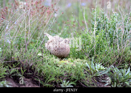 Pheasant, pheasant hen Stock Photo