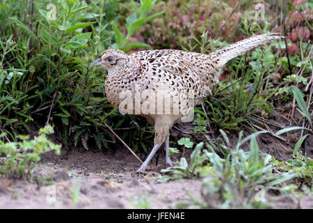 Pheasant, pheasant hen Stock Photo