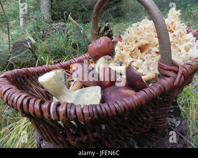 Fungi collect Stock Photo