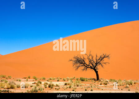 Desert of Namib, Namib-Naukluft Park, Sossusvlei Dunes, the Dune 45, Namibia Stock Photo