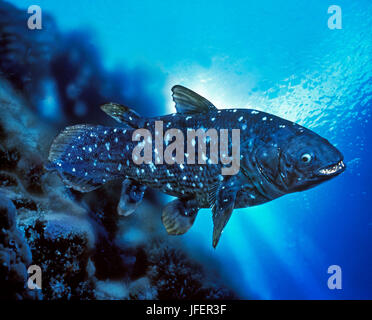 Coelacanth, latimeria chalumnae Stock Photo