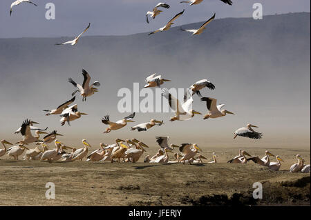 Great White Pelican, pelecanus onocrotalus, Group in Flight, Colony at Nakuru Lake in Kenya Stock Photo