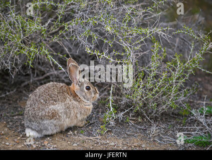 Desert Cottontail Rabbit (Sylvilagus audubonii), feeding on sage brush, Wyoming USA Stock Photo
