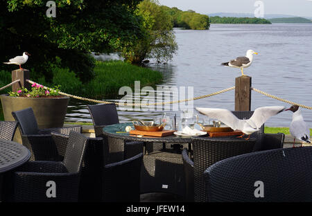 Seagulls scavenging and  swooping on an outside eating area for leftover food at Lusty Beg Boa Island Lough Erne  County Fermanagh Northern Ireland Stock Photo