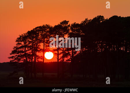 Silhouette of trees during sunrise and sunset Stock Photo - Alamy