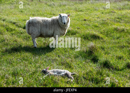 White sheep, ewe guarding her dead lamb in meadow in spring Stock Photo