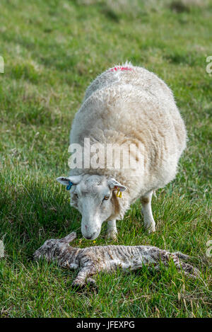 White sheep, ewe sniffing at her dead lamb in meadow in spring Stock Photo