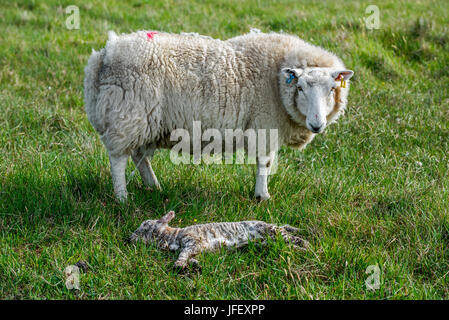 White sheep, ewe guarding dead lamb in meadow in spring Stock Photo