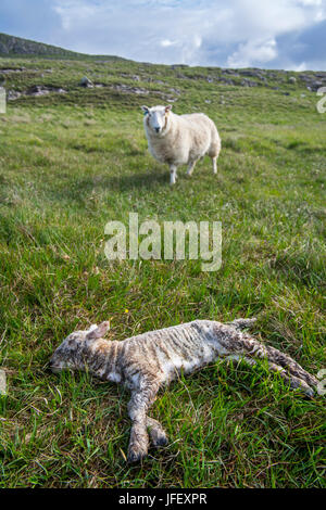 White sheep, ewe with dead lamb in meadow in spring Stock Photo