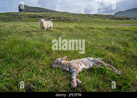 White sheep, ewe with dead lamb in meadow in spring Stock Photo